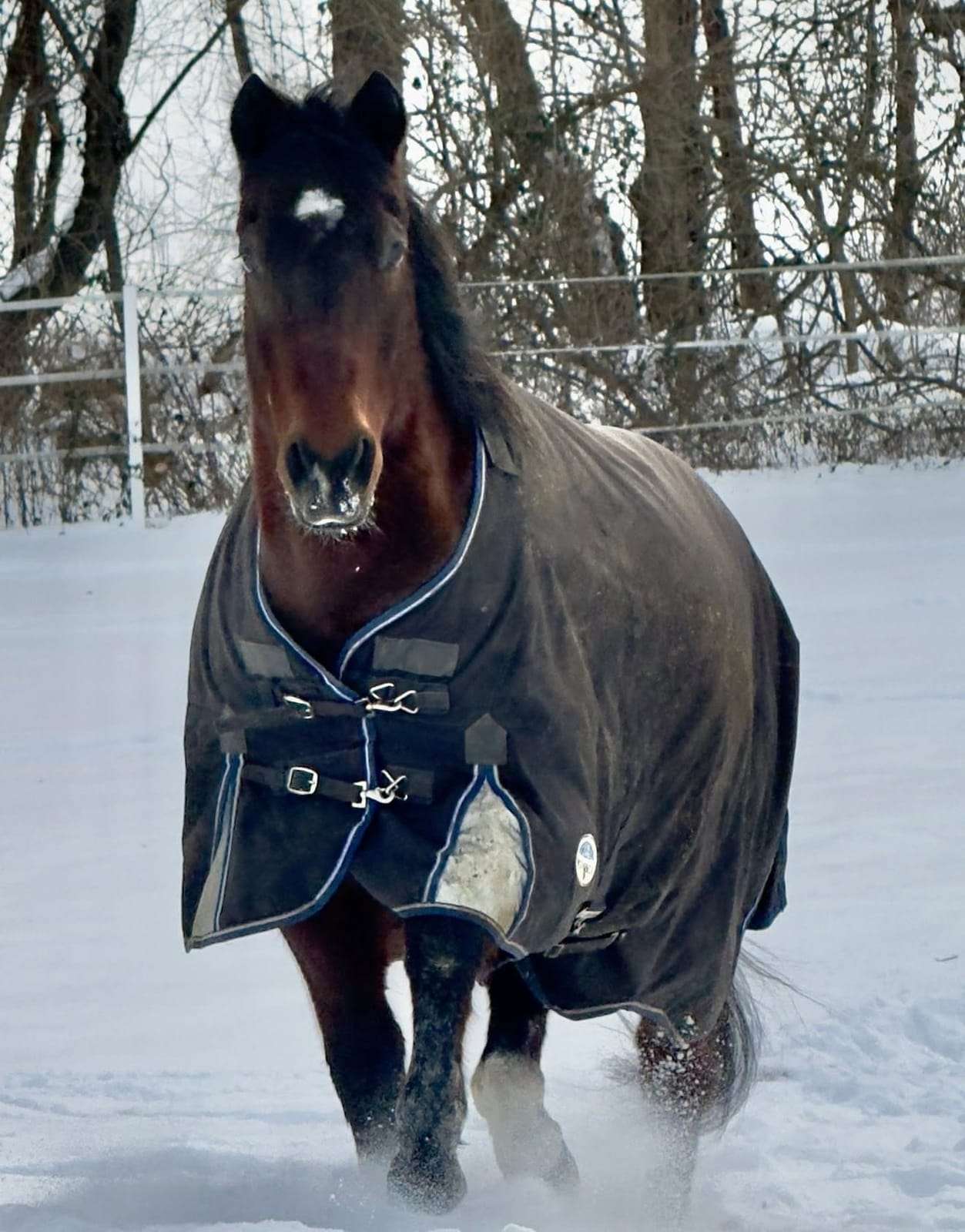 Paint horse trotting through fresh snow at Night Sun Stables