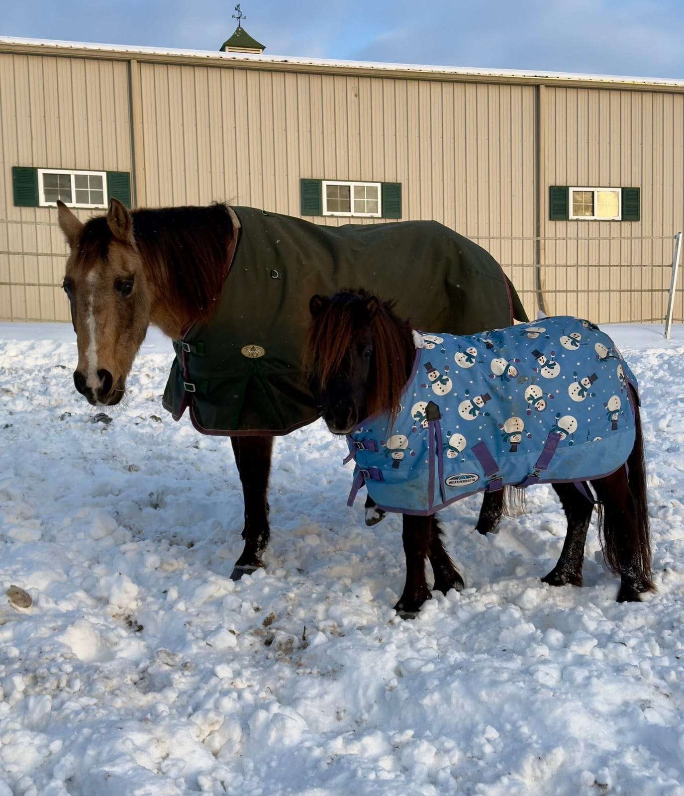 Horse in a green blanket running in the snow