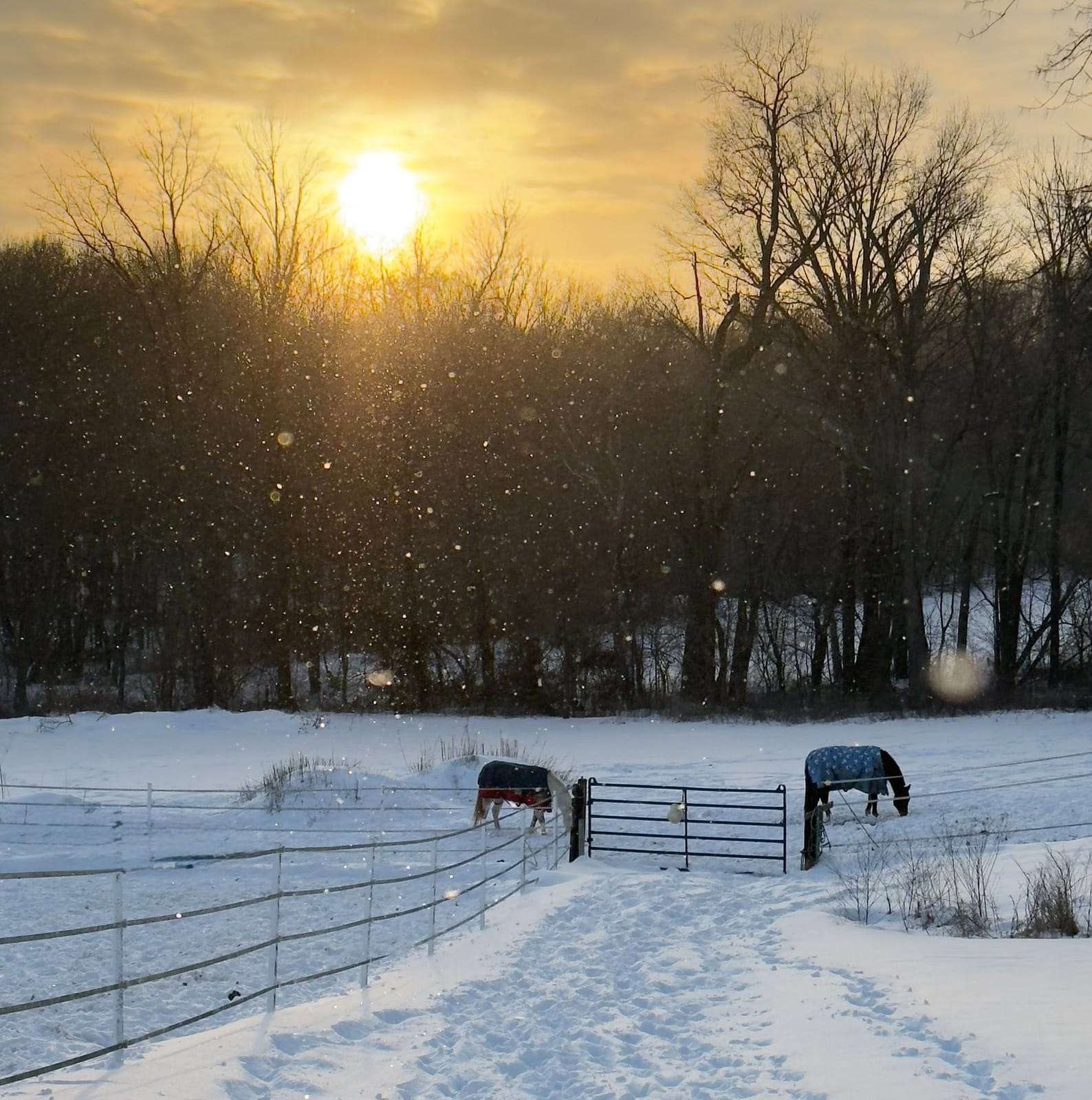 Draft horse leaping and playing in the January snow