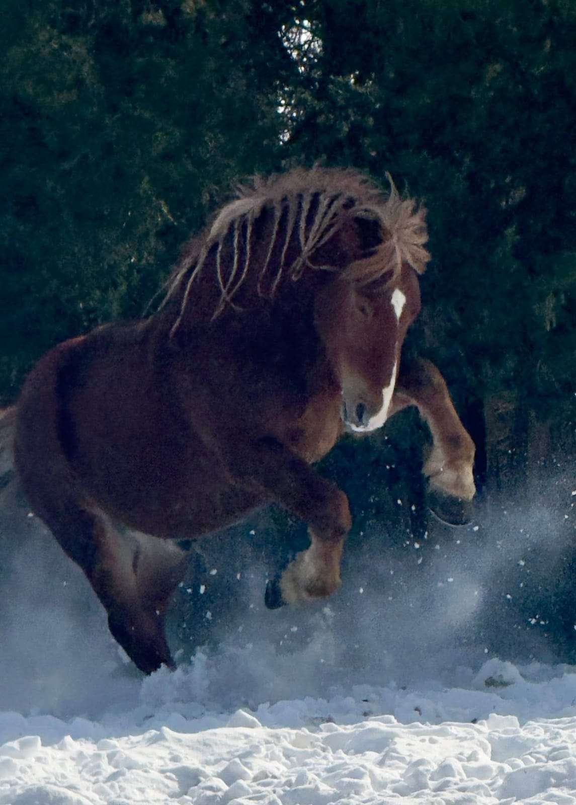 Chestnut horse cantering through deep snow