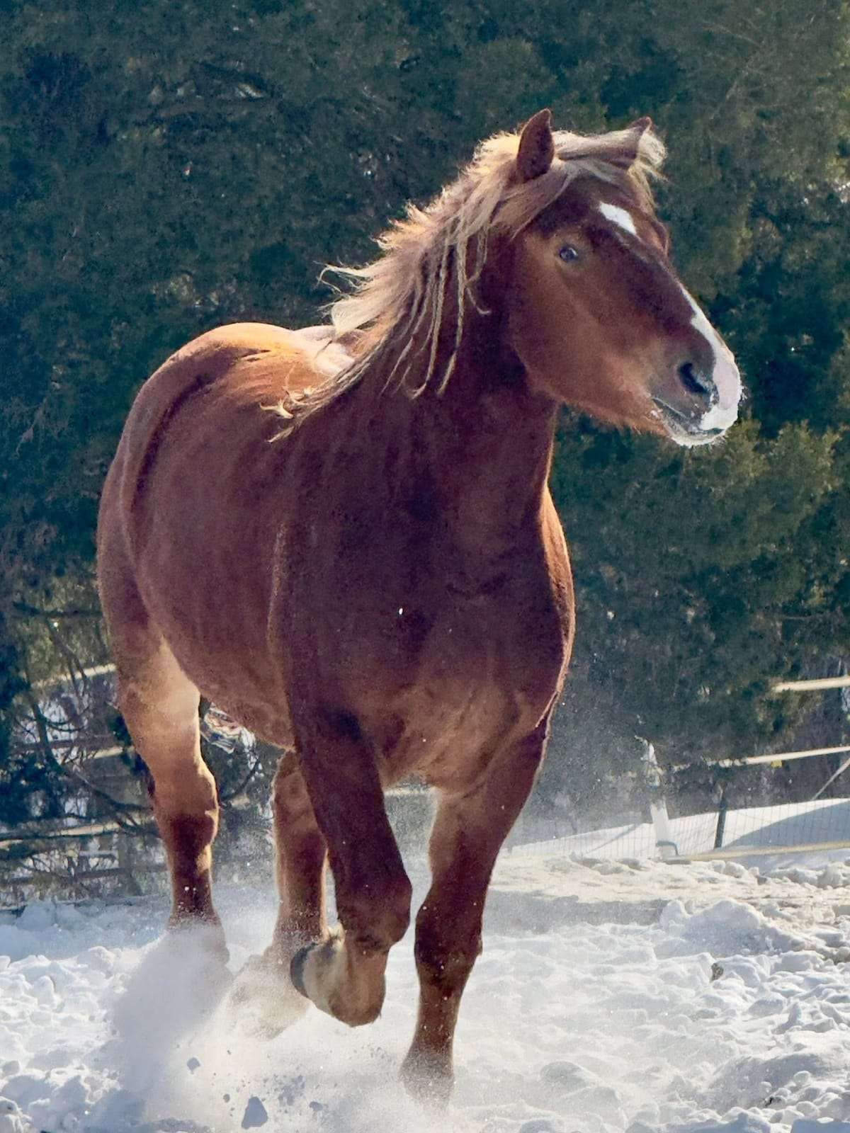 Blue roan horse with snow on its nose in a purple blanket