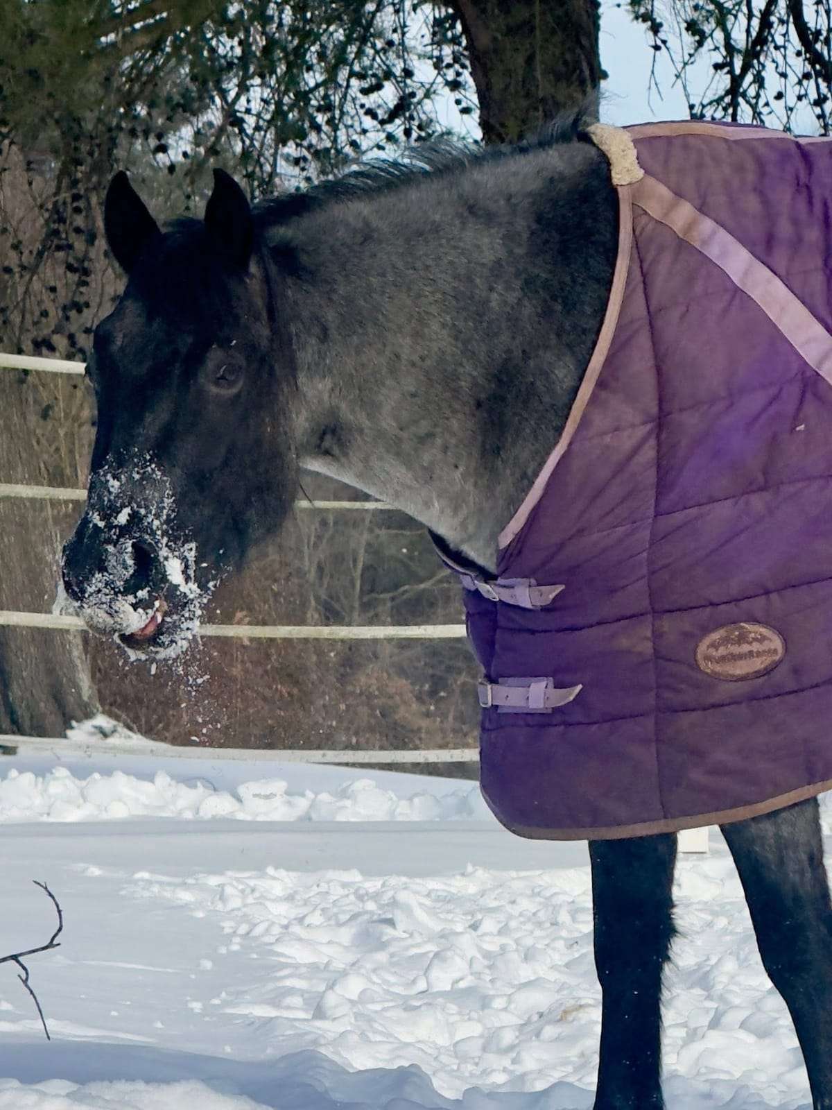 Buckskin horse galloping across a snowy paddock