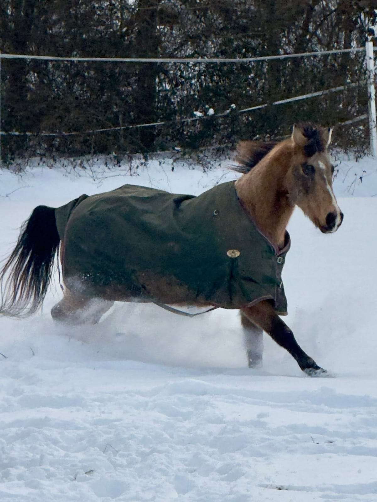 Two horses in winter blankets standing in the snow by the barn