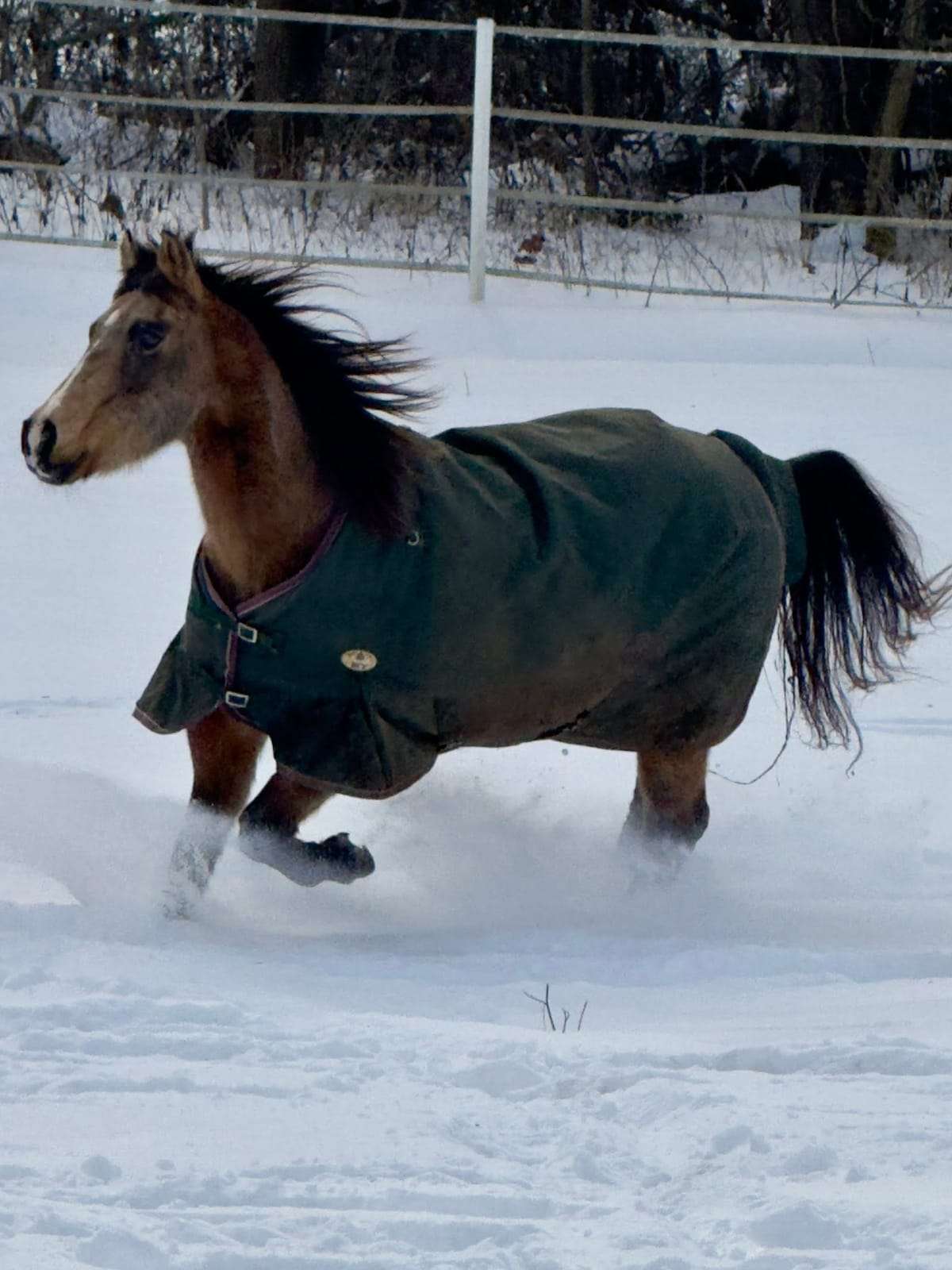 Bay horse trotting toward the camera through the snow