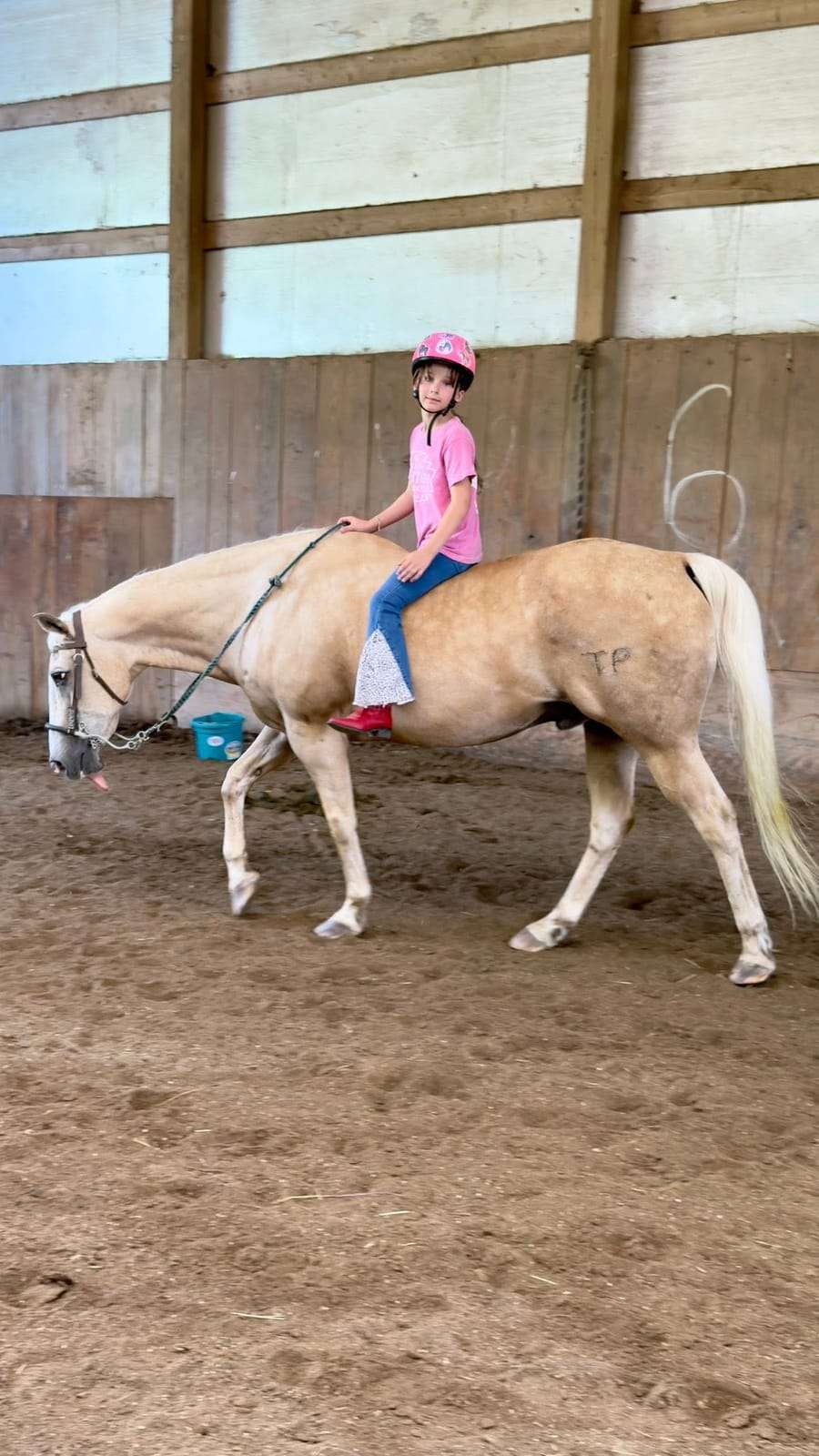 Camper riding a palomino horse