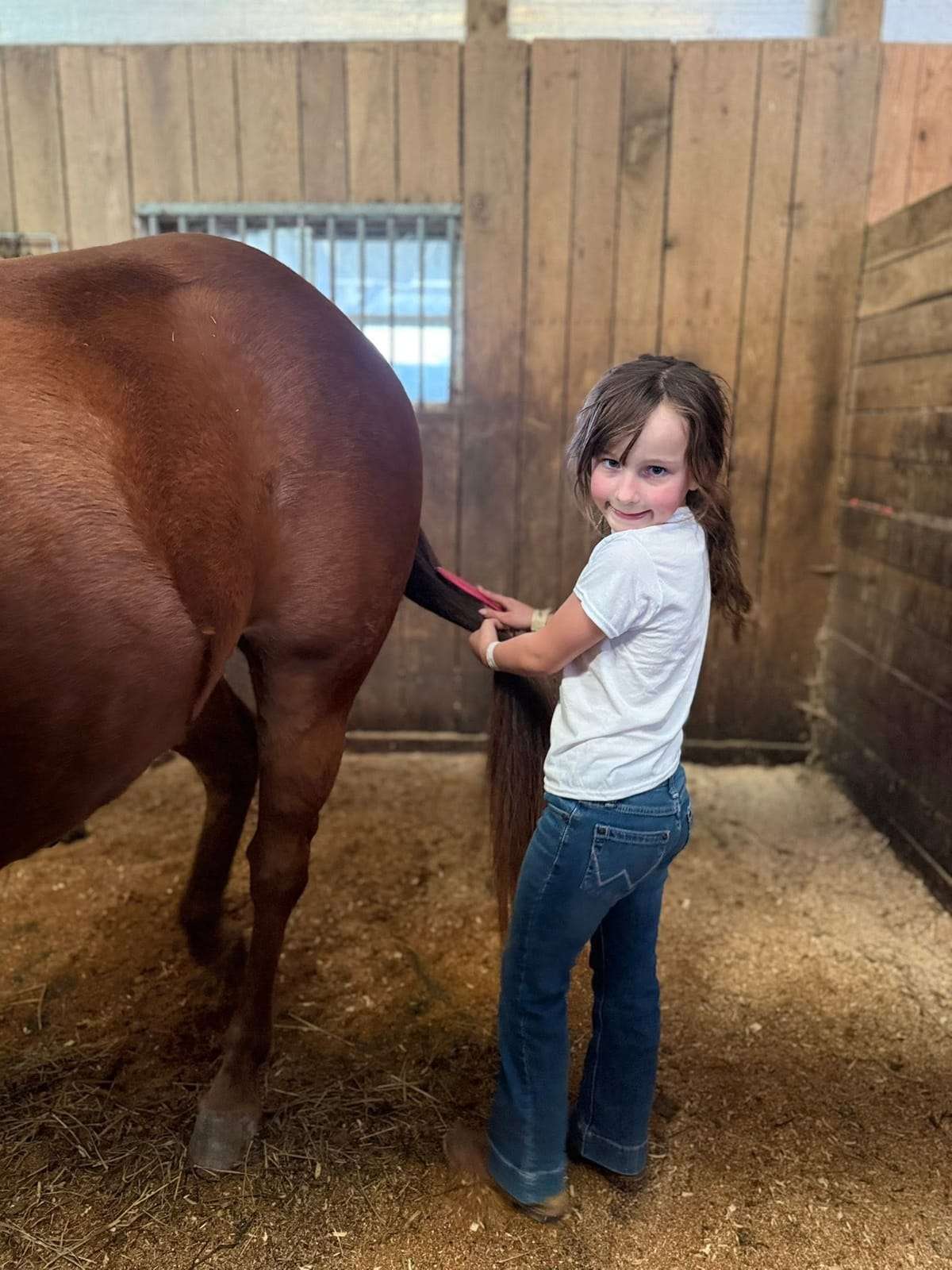 Smiling camper brushing a chestnut horse's tail in a stall