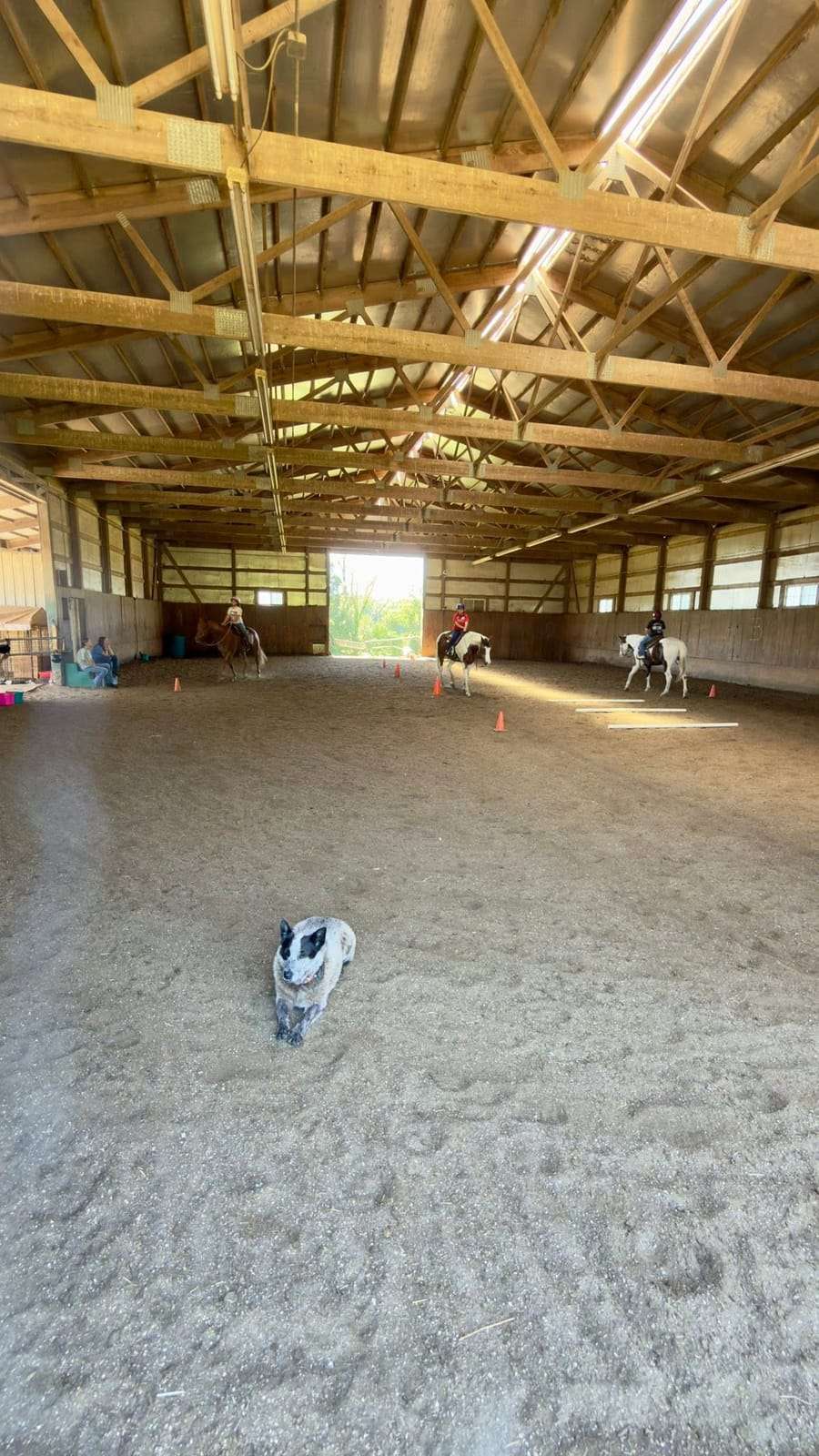 Wide view of the indoor arena with the barn dog