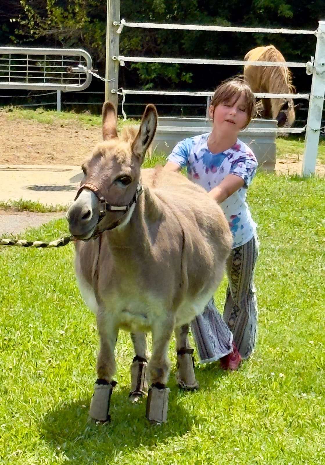 Camper grooming a donkey at horse camp