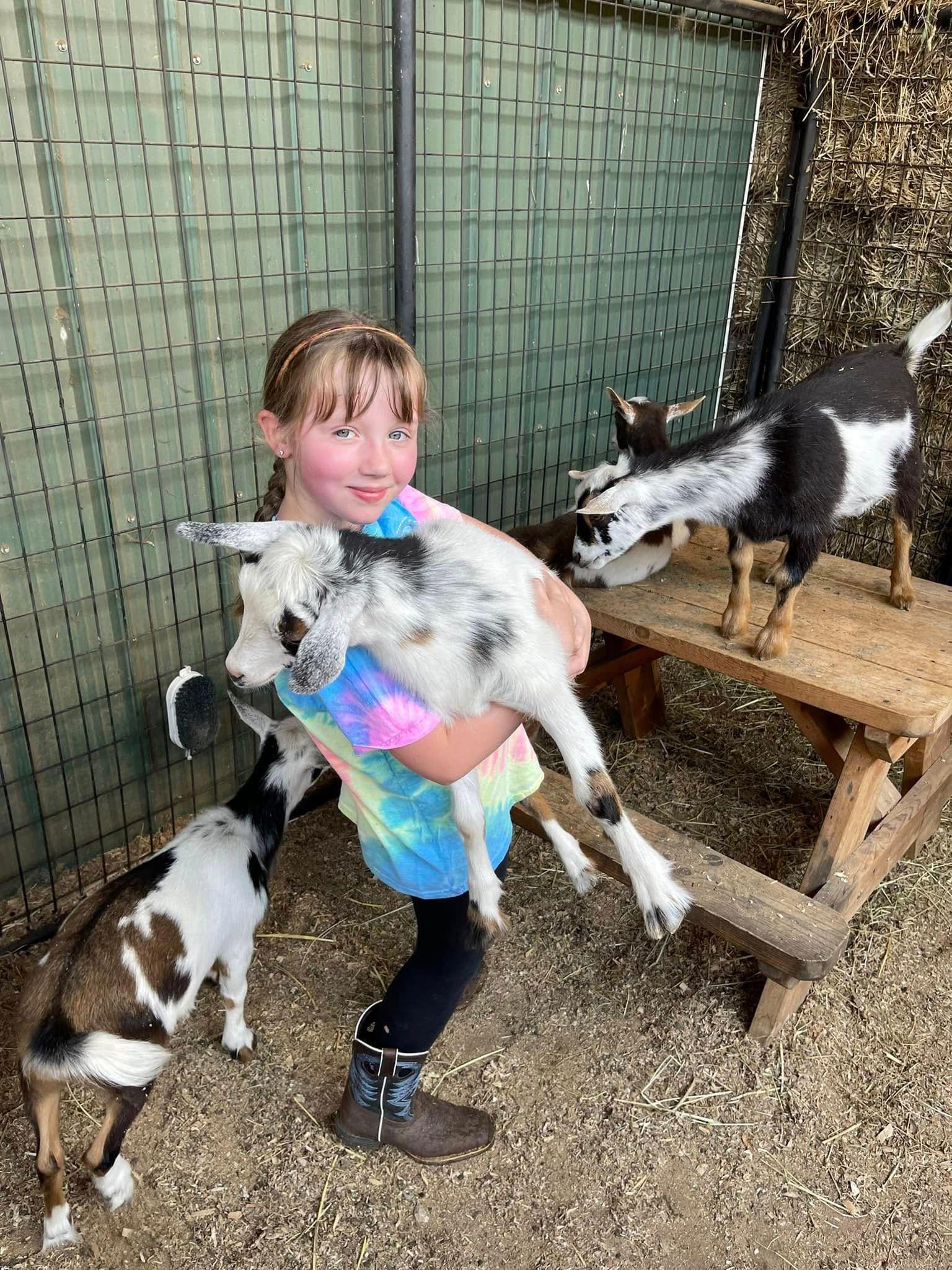Interacting with Goats at Night Sun Stable
